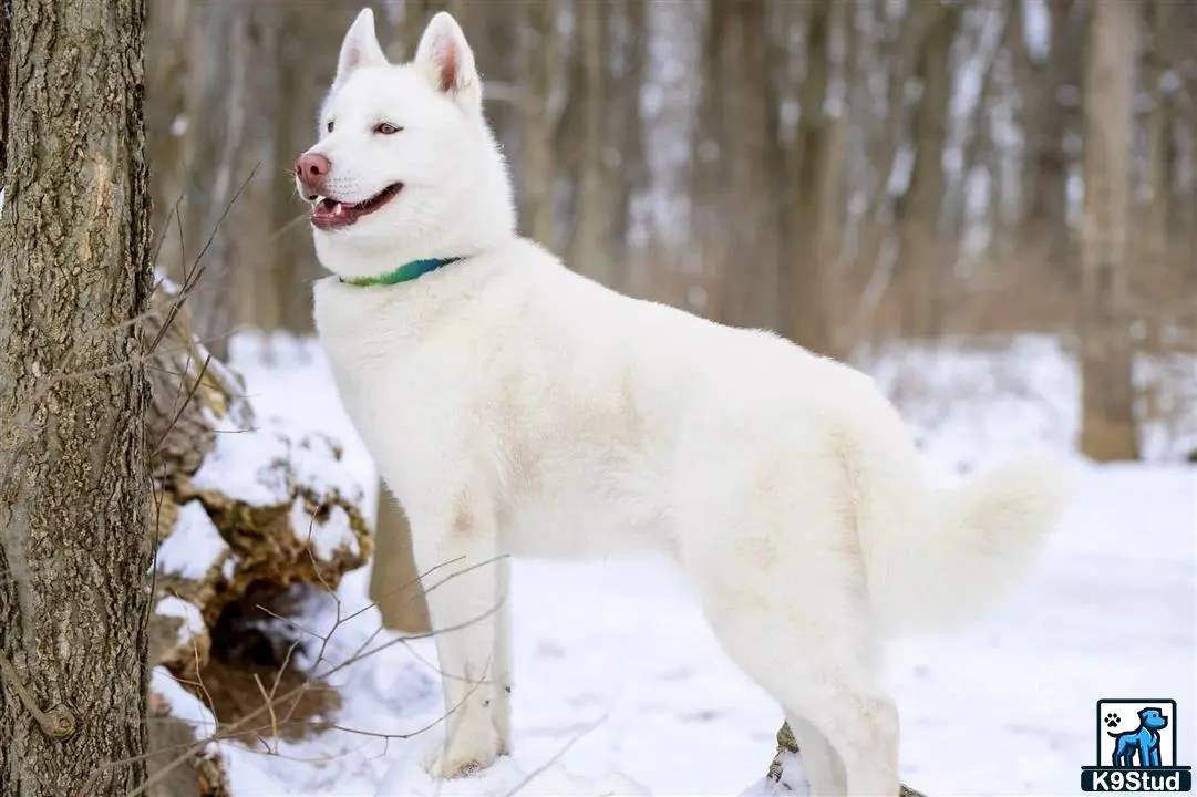 Siberian Husky stud dog: a white siberian husky dog in the snow