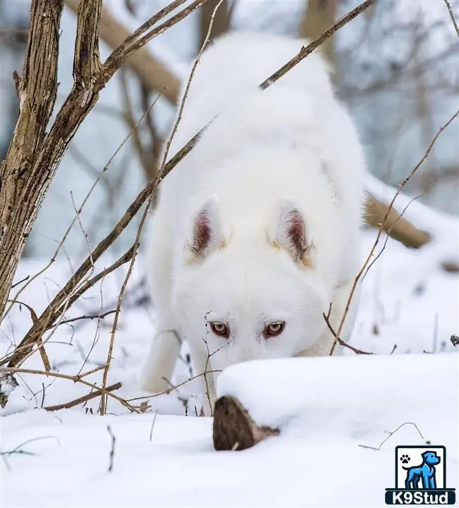 Siberian Husky stud dog: a white fox in the snow