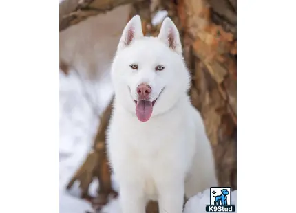 Siberian Husky stud dog: a white siberian husky dog with its tongue out