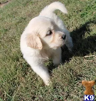 Golden Retriever puppy for sale: a white golden retriever dog standing on grass