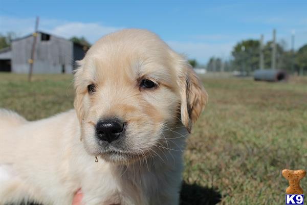 a golden retriever dog lying in a grassy area