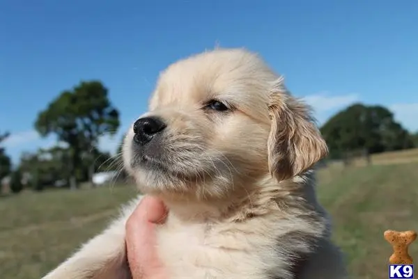 Golden Retriever puppy for sale: a hand holding a small golden retriever dog
