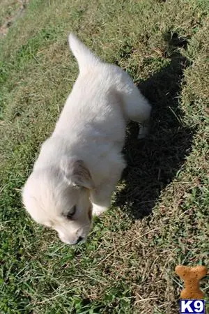 Golden Retriever puppy for sale: a white golden retriever dog lying on grass
