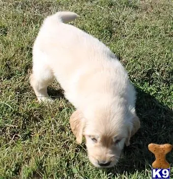 Golden Retriever puppy for sale: a golden retriever dog standing on grass