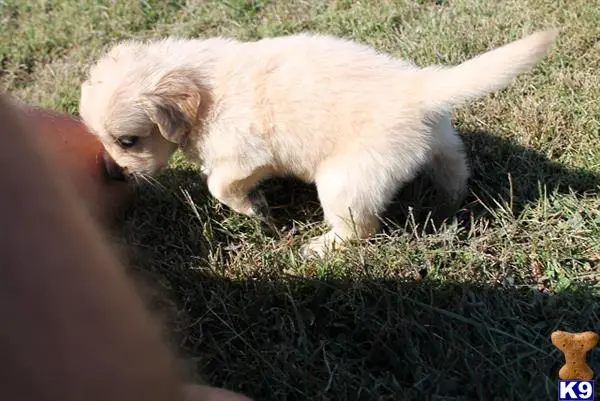 Golden Retriever puppy for sale: a small white golden retriever puppy