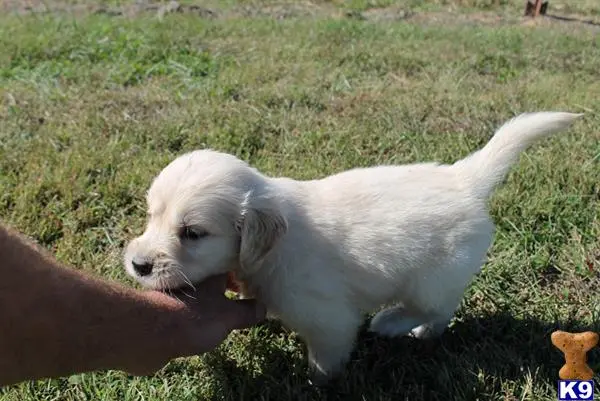 Golden Retriever puppy for sale: a golden retriever dog biting a golden retriever dogs nose