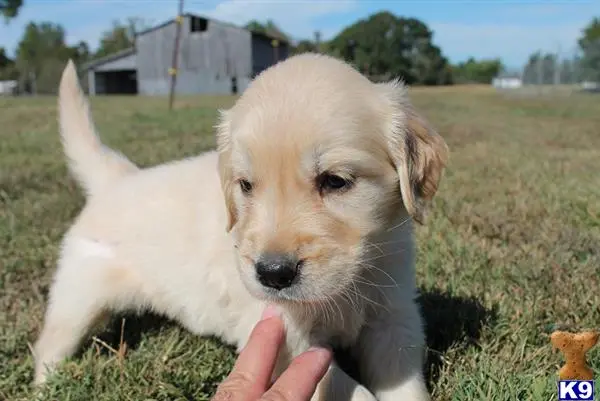 Golden Retriever puppy for sale: a golden retriever dog standing on grass