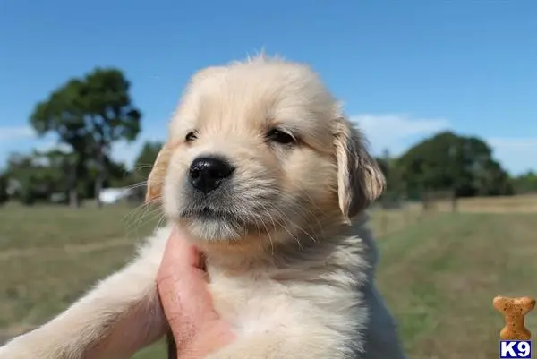 Golden Retriever puppy for sale: a person holding a golden retriever dog