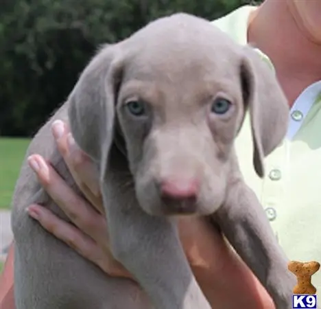 Weimaraner puppy for sale: a person holding a weimaraner dog