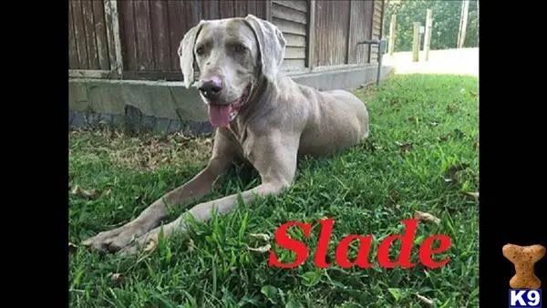 Weimaraner puppy for sale: a weimaraner dog lying in the grass