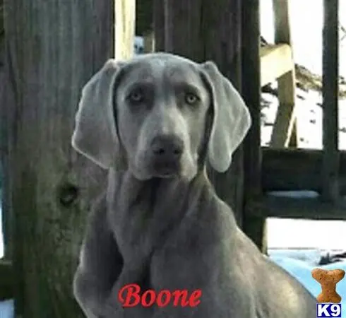 Weimaraner puppy for sale: a weimaraner dog with a sad face
