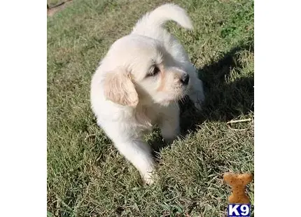 Golden Retriever puppy for sale: a white golden retriever dog standing on grass