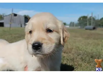 Golden Retriever puppy for sale: a golden retriever dog lying in a grassy area