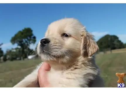 Golden Retriever puppy for sale: a hand holding a small golden retriever dog
