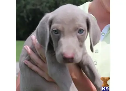 Weimaraner puppy for sale: a person holding a weimaraner dog