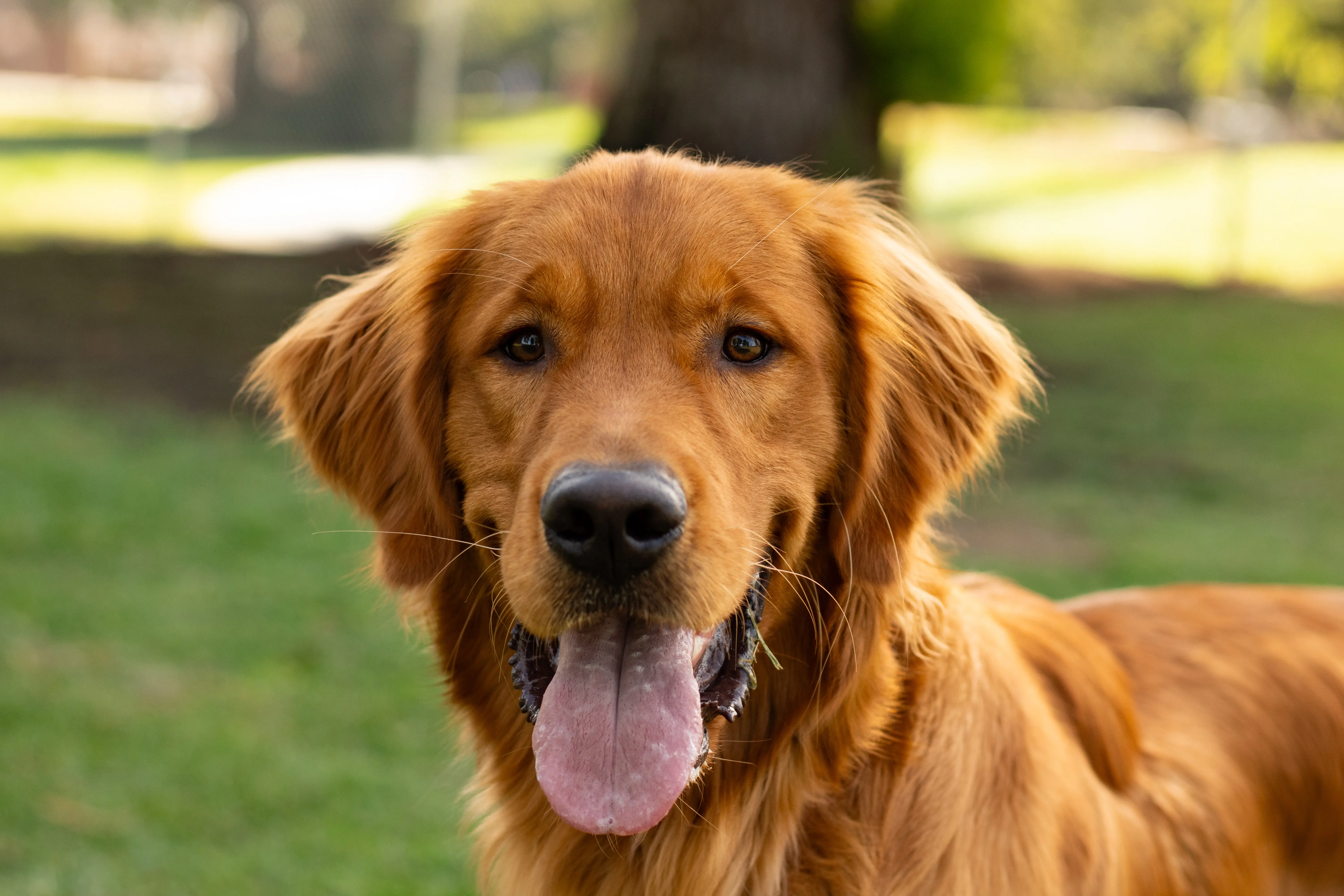 Golden Retriever stud dog: Golden Retriever with a shiny golden coat, smiling in a park