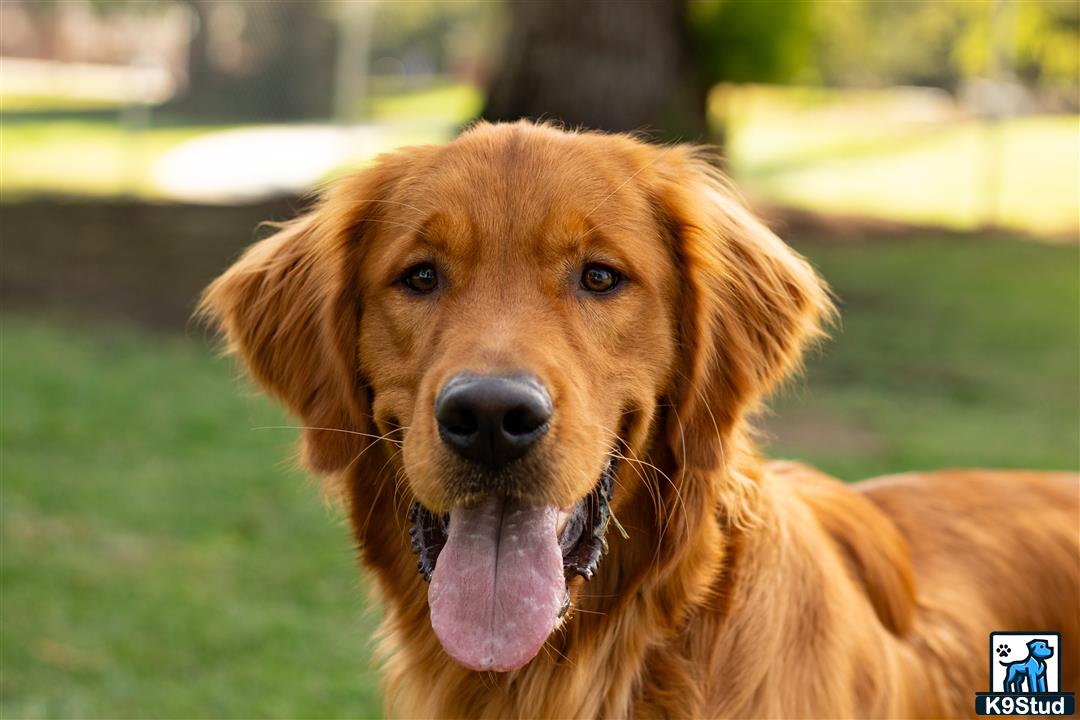 a golden retriever dog with its tongue out