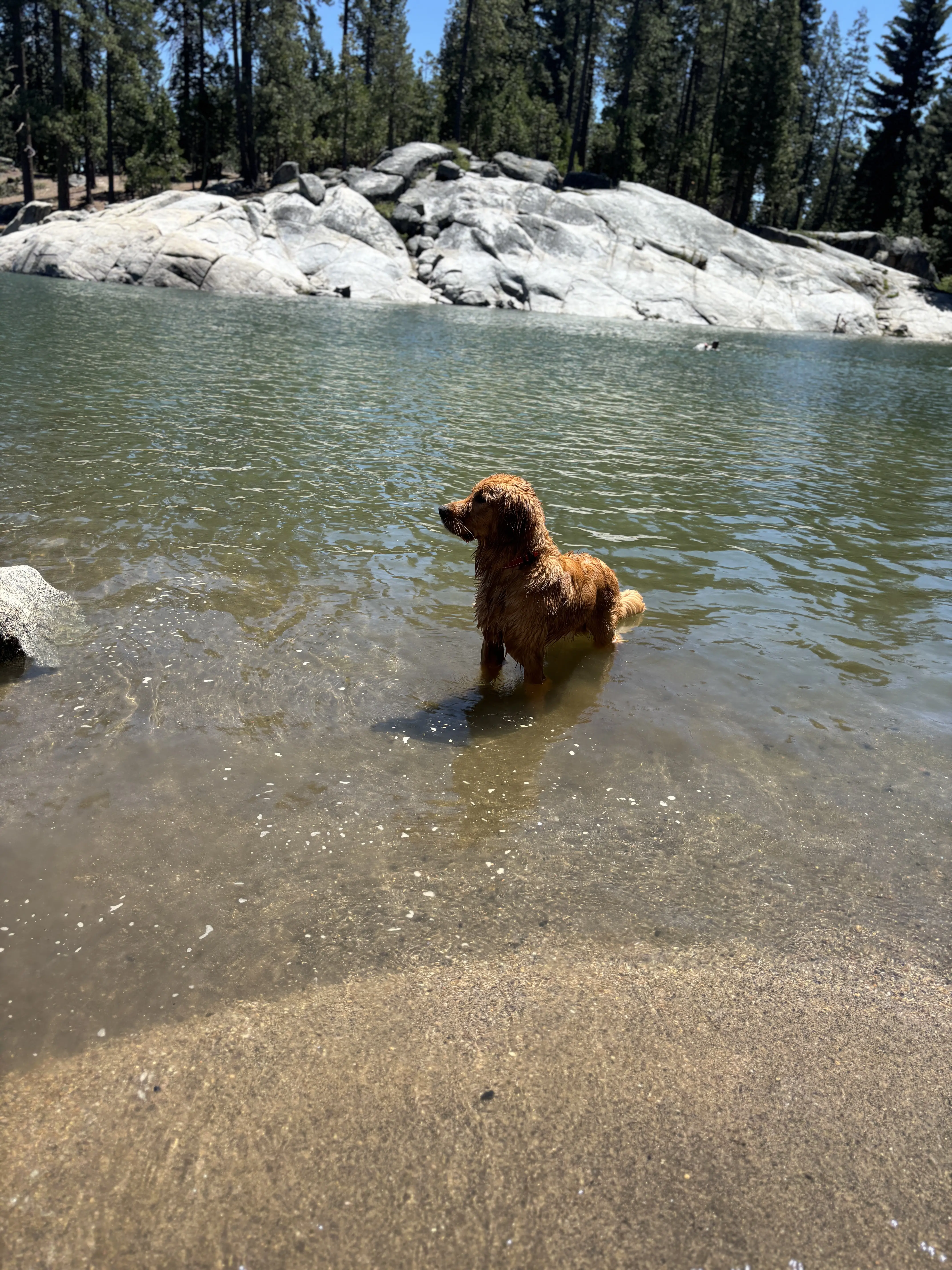 Golden Retriever stud dog: Golden Retriever standing in shallow water by rocky shore