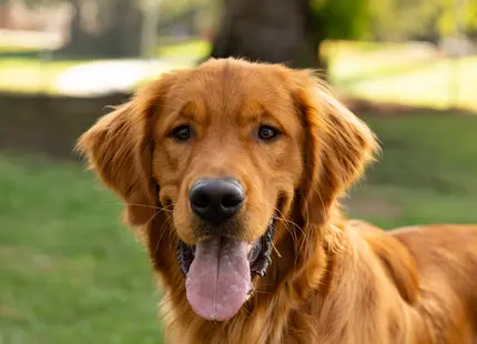 Golden Retriever stud dog: Golden Retriever with a shiny golden coat, smiling in a park