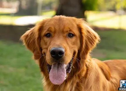 Golden Retriever stud dog: a golden retriever dog with its tongue out