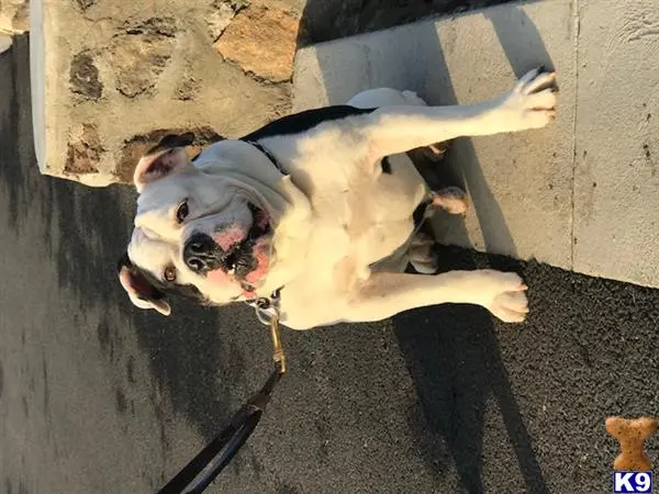 Old English Bulldog stud dog: a old english bulldog dog with a stick in its mouth