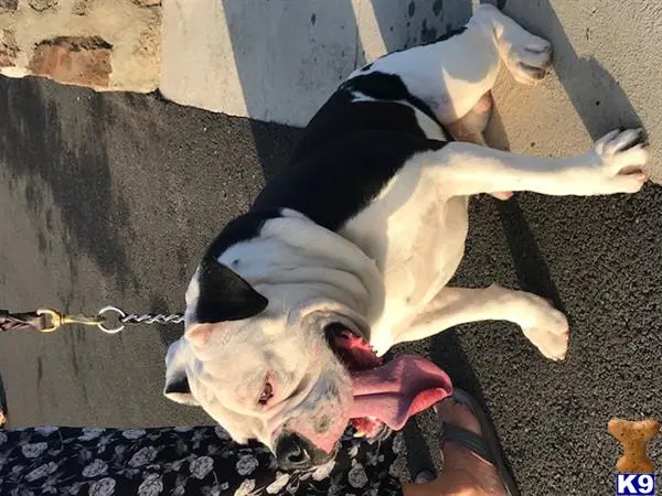 Old English Bulldog stud dog: a old english bulldog dog lying on the ground