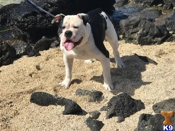 Old English Bulldog stud dog: a old english bulldog dog on a leash on a beach