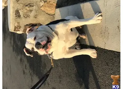 Old English Bulldog stud dog: a old english bulldog dog with a stick in its mouth