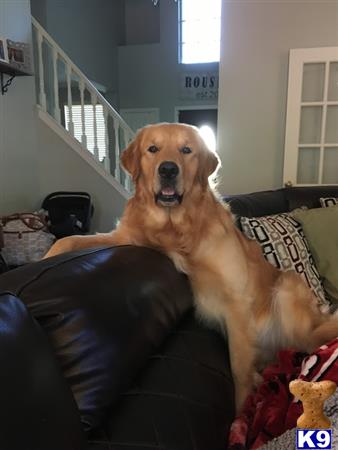 a golden retriever dog sitting on a persons lap