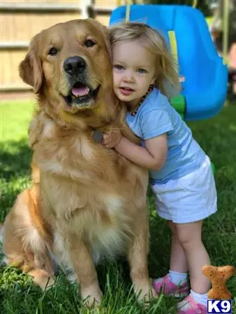 Golden Retriever stud dog