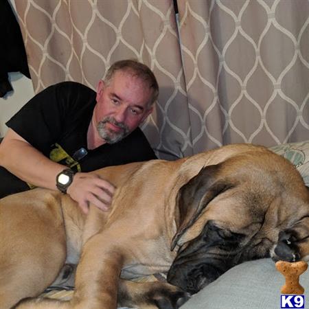 a person lying on a mastiff dog