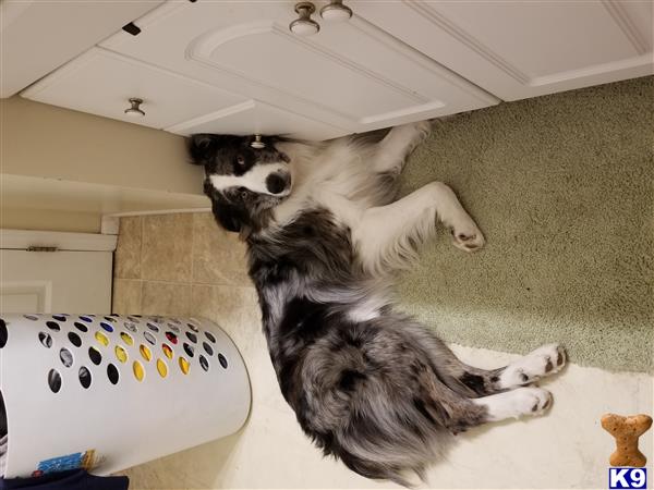 a australian shepherd dog lying on the floor