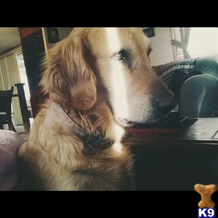 Golden Retriever stud dog