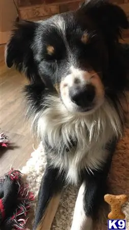 Australian Shepherd stud dog