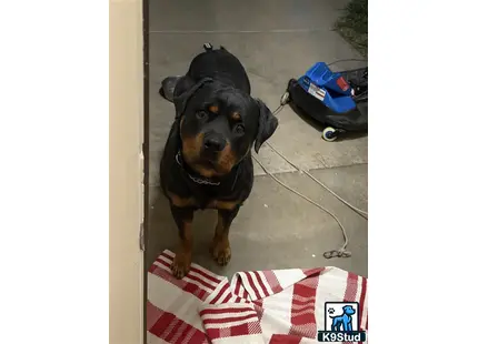 a rottweiler dog sitting on a rug