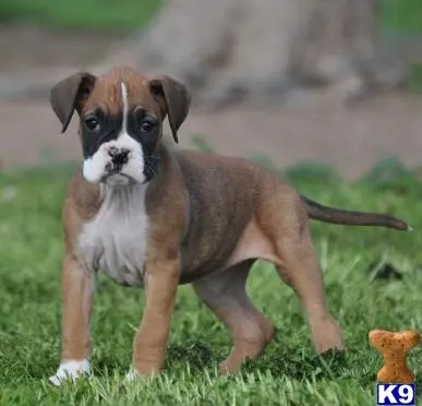 Boxer puppy for sale