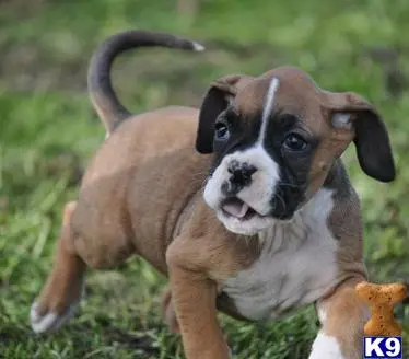 Boxer puppy for sale