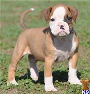 boxer puppies for sale in northern california boxer puppies for sale in california boxer puppies for sale in northern california boxer puppies for sale in california