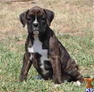 boxer puppy posted by haygoodpaints