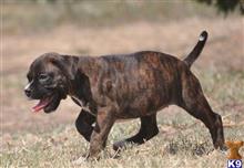 boxer puppy posted by haygoodpaints