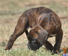 boxer puppy posted by haygoodpaints