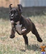 boxer puppy posted by haygoodpaints