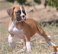 boxer puppy posted by haygoodpaints