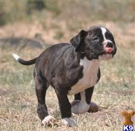 boxer puppy posted by haygoodpaints