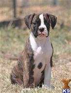 boxer puppy posted by haygoodpaints
