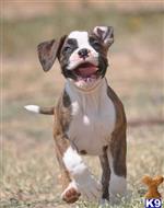 boxer puppy posted by haygoodpaints