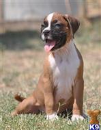 boxer puppy posted by haygoodpaints