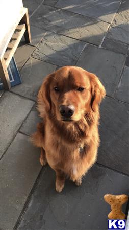a golden retriever dog sitting on a tile floor