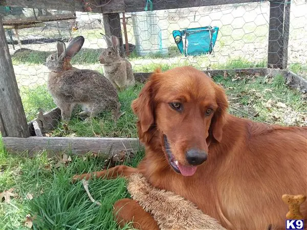 Golden Retriever female dog