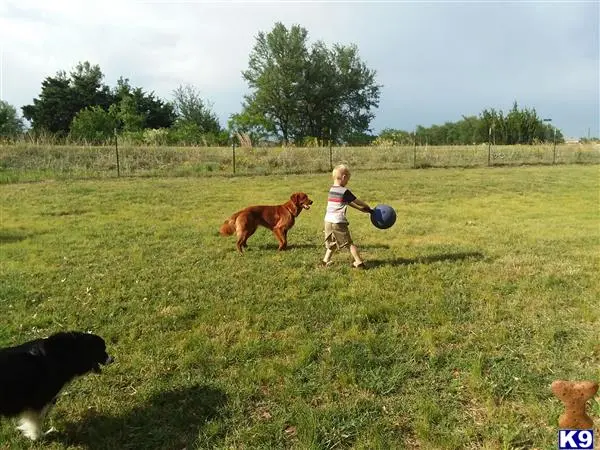 Golden Retriever female dog